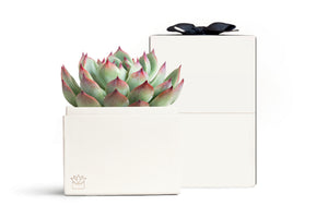 Succulent in gift box with bow.
