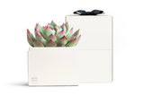 Succulent in gift box with bow.