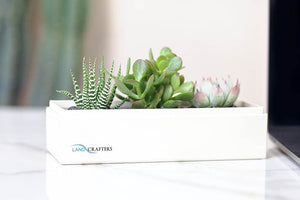 Succulents in gift box with company logo.