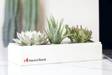 Succulents in gift box.
