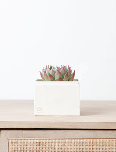 Succulent in gift box.