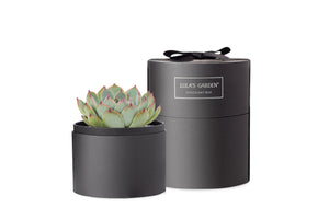 Succulent in gift box with black ribbon.