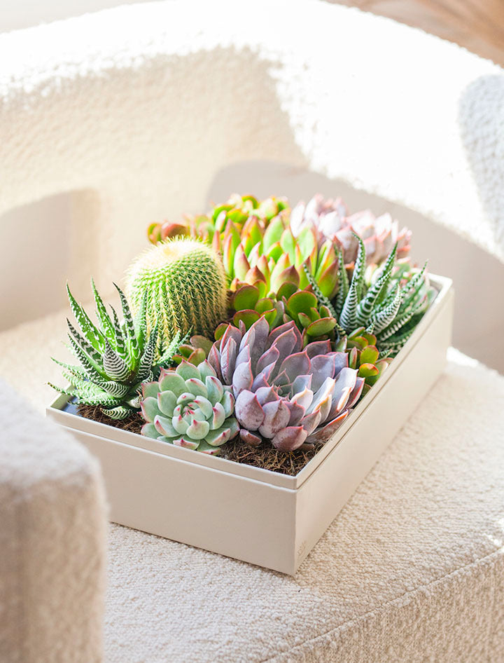 Perabella House Warming Gifts New Home, Housewarming Presents Women Couple  3 Succulent Pots 