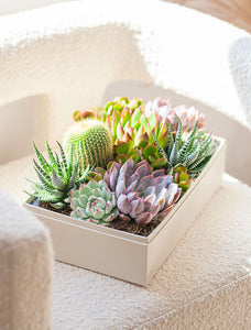 An assortment of succulents in gift box on chair.